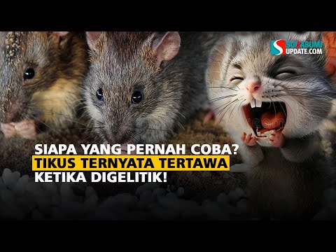 Siapa yang Pernah Coba? Tikus Ternyata Tertawa Ketika Digelitik!
