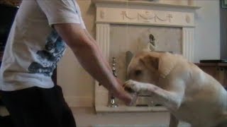 4 Great Brain Games for Dogs