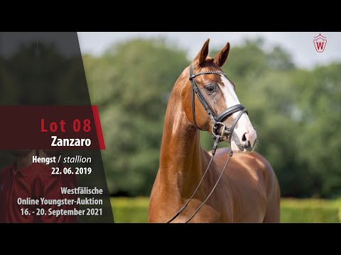 Youngster Online-Auktion Lot 08 Zanzaro Hengst v. Zoom - Dancier