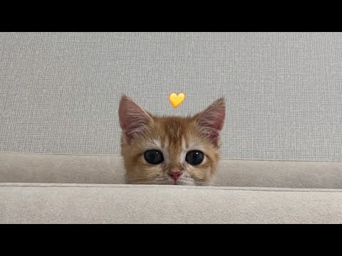 갓성비 천원짜리 다이소 장난감과 리액션 최고 아깽이