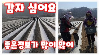 감자 심는방법 수미감자 괴산감자 감물감자 자연특별시괴산 자연울림 [감자재배방법]