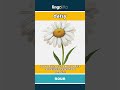 daisy - a small white flower with a... video thumbnail