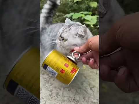 « Le chat aimanté et sa mission de récupération »