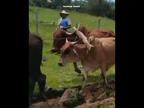 Nunca tantos animais prosperaram em terras mineiras.
