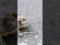 You Didn T Know This About Turtles Until Now