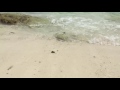 Spieth Is A Determined Little Turtle Sea Turtle