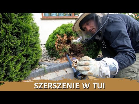Szerszenie w tui - usuwanie gniazda - likwidacja gniazda - gniazdo szerszeni - szerszenie
