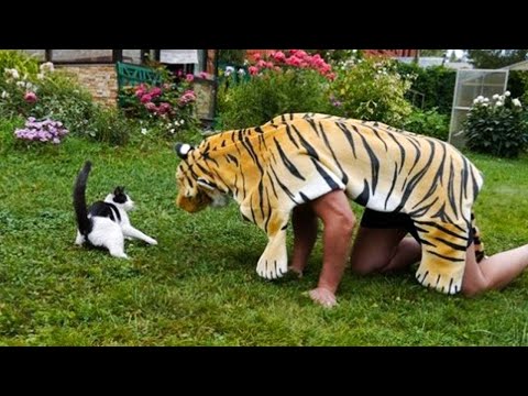 Try Not To Laugh With These Funny  Pets 😍