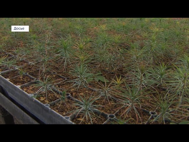 Современный лесосеменной центр построят на территории Мегетского лесопитомника