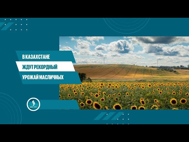 В Казахстане ждут рекордный урожай масличных