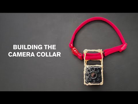 How to make a Camera Collar  (by @gonzoisacat)