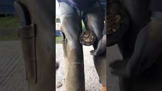 Download lagu Horse Toenail Care#374 mp3