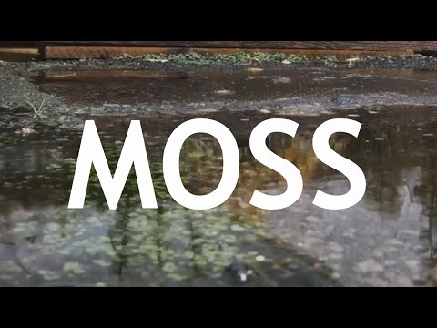 Finding Moss For Your Bonsai