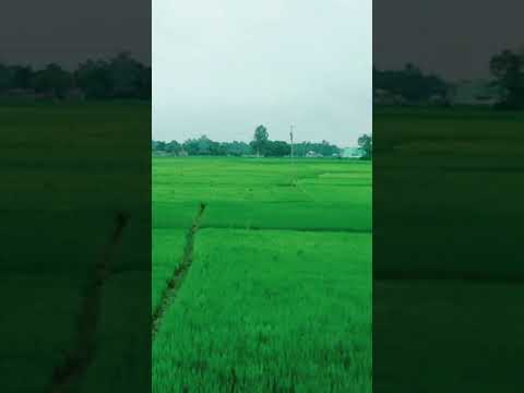 Green &Fresh View Of Village Nature 💚Location📍Village View||#rydersujoy #ytshorts