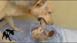 Download lagu Raw Dog Food Diet and ASMR Mukbang | Raw Feeding Vlog mp3 Download lagu Raw Dog Food Diet and ASMR Mukbang | Raw Feeding Vlog mp3