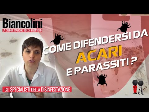 Lyambliya metodi efficaci di trattamento Che a vermi di pomorit
