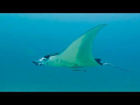 20 Rays - scuba diving video