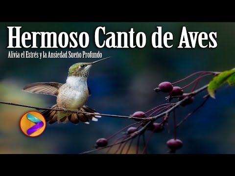 Los cantos de aves más hermosos... ➤Alivia el Estrés y la Ansiedad ➤Sueño Profundo...🐦🦜💦