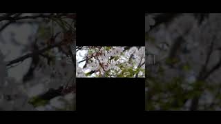 【#盗作】【#ヨルシカ】【#shorts】【#永久機関】  #盗作 #ヨルシカ  プロフよりYouTube fullへ飛べます！ #初音ミク #anime  #hatsunemiku