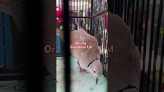 Download lagu Puter Lokal Gacor Siang Malam Harga 5 Milliar #puter #puterlokal #puterpelung #viralshort #fyp mp3 Download lagu Puter Lokal Gacor Siang Malam Harga 5 Milliar #puter #puterlokal #puterpelung #viralshort #fyp mp3