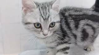 アメリカンショートヘアの動画01