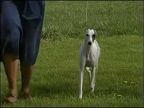 Whippet breed video