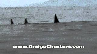 preview picture of video 'Depoe Bay Orca'