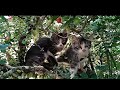 Kedekatan Kucing Dan Manusia Pecinta Kucing Wajib Nonton Tantemusachannel9611