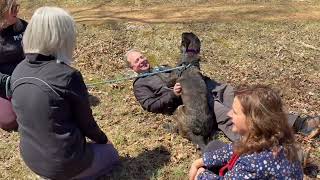 Video preview image #1 Holland Shepherd-Unknown Mix Puppy For Sale in Cranford, NJ, USA