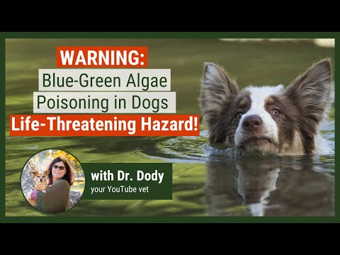 What is Blue Green Algae? A MUST-KNOW for Pet Parents!