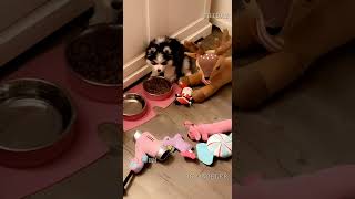 Pomsky Puppies Videos