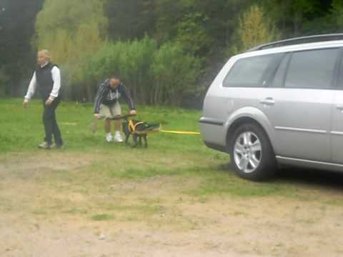 Pitbull Nero vs Ford Mondeo