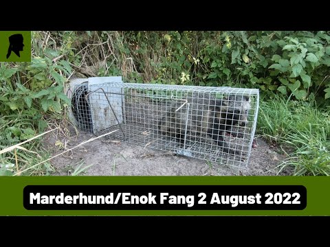 Marderhund in Krefelder-Fuchsfalle und Schlangen//Fallenjagd 2022//TrapperInfo
