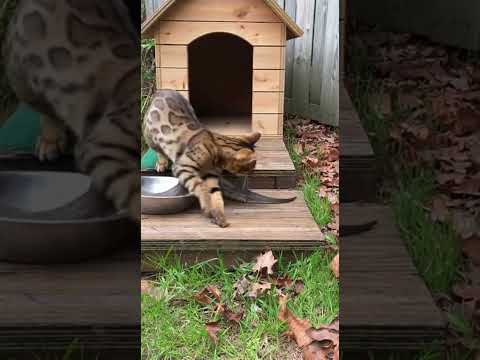 Fearless Pet Cat Protects Its Kibble From A Wild Snake