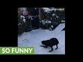 Dog Protect His Home From Scary Intruder