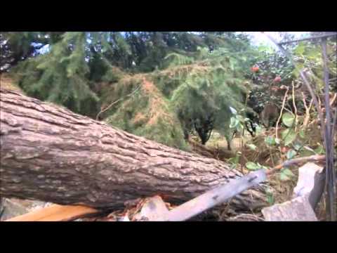 Tragedia sfiorata stamane a Cardito. Cade albero enorme a Corso Italia