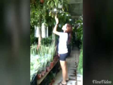 Juju mumu goyang (Merana)