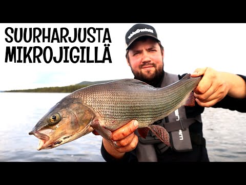 YLI PUOLEN METRIN HARJUKSIA! - PYYDÄ JA SYÖ KALASTUS