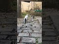 Angry Male Cats Challenge Cats Fighting