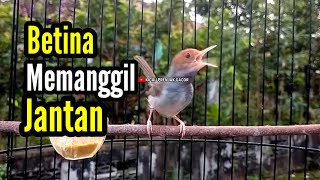 Download lagu PRENJAK BETINA | Pancingan Prenjak Betina Gacor Istimewa Memanggil Prenjak Jantan Suara Jernih | mp3 Download lagu PRENJAK BETINA | Pancingan Prenjak Betina Gacor Istimewa Memanggil Prenjak Jantan Suara Jernih | mp3