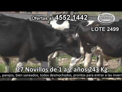 Lote 27 Novillos 1 a 2 años 27 HO 243kg -  en Piedras Espinosa - a 15 km de Cardona