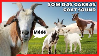 Som da Cabra  |  Cabra Berrando  |  Som de Bode  |  Bode Berrando