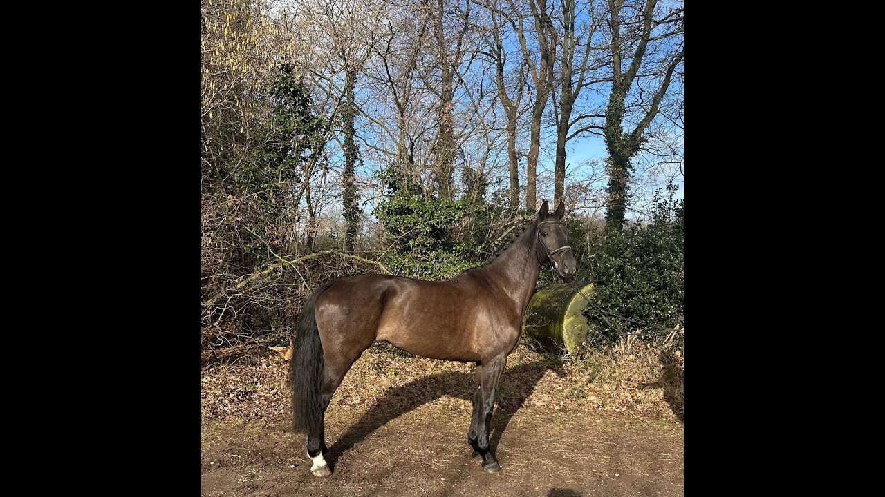 Idorijke (APACHE x CONTANGO) video 1