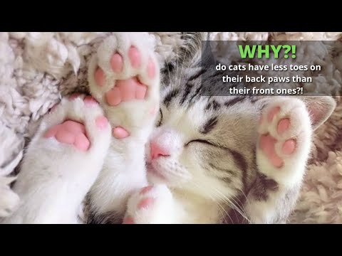 Why do cats have less toes on their back paws than their front ones?!