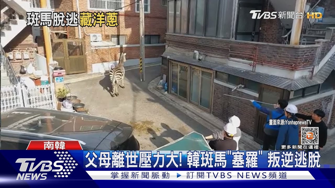 父母離世壓力大！　南韓逃脫斑馬「塞羅」故事背後有洋蔥