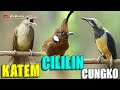 MASTERAN SANG JUARA CUCAK CUNGKO CILILIN KAPAS TEMBAK