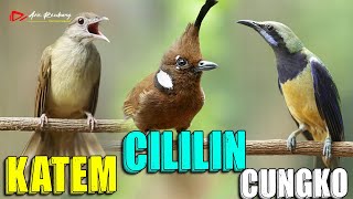 Download lagu MASTERAN SANG JUARA CUCAK CUNGKO - CILILIN - KAPAS TEMBAK mp3