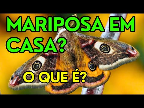 Vídeo: Mariposa em casa: significado e crenças comuns