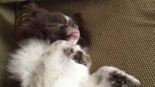 Frak UH006 Shore 2016