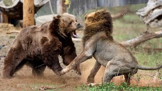Лев VS Бурый медведь . Как думаете, кто кого?